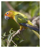 Sun Parakeet, Native To South America-Paper Art-32.96,,X38,,