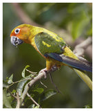 Sun Parakeet, Native To South America-Paper Art-36.4,,X42,,