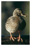 Mallard Female Portrait, North America-Paper Art-26,,X38,,