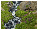 Porphyry Creek Near Silverton, Colorado-Paper Art-50,,X38,,