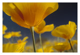 Mexican Golden Poppy Detail, New Mexico-Paper Art-32,,X22,,