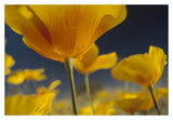 Mexican Golden Poppy Detail, New Mexico-Paper Art-38,,X26,,