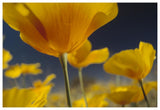 Mexican Golden Poppy Detail, New Mexico-Paper Art-62,,X42,,