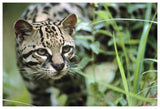 Ocelot Portrait, Belize, Central America-Paper Art-62,,X42,,