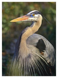 Great Blue Heron Portrait, North America-Paper Art-32,,X42,,