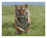 Siberian Tiger Running, Native To Russia-Paper Art-26,,X22,,