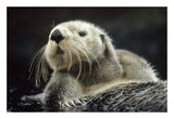 Sea Otter Floating In Kelp, North America-Paper Art-26,,X18,,