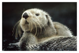 Sea Otter Floating In Kelp, North America-Paper Art-38,,X26,,