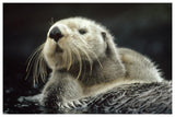 Sea Otter Floating In Kelp, North America-Paper Art-62,,X42,,