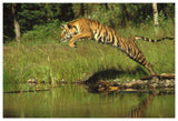 Siberian Tiger Leaping Across River, Asia-Paper Art-62,,X42,,