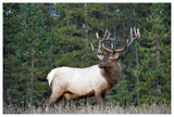 Elk Or Wapiti Male Portrait, North America-Paper Art-62,,X42,,