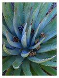 Agave Plants With Pine Cones, North America-Paper Art-26,,X34,,