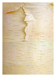 Birch Close Up Of Tree Trunk, North America-Paper Art-23.3,,X32,,