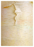 Birch Close Up Of Tree Trunk, North America-Paper Art-33.24,,X46,,