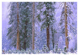 Winter In Yosemite National Park, California-Paper Art-42,,X30,,