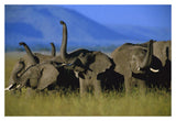 African Elephant Herd Sniffing The Air, Kenya-Paper Art-20,,X14,,