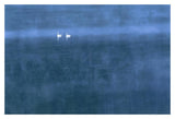 Trumpeter Swan Pair On Misty Elk Lake, Montana-Paper Art-20,,X14,,