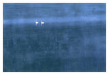 Trumpeter Swan Pair On Misty Elk Lake, Montana-Paper Art-38,,X26,,