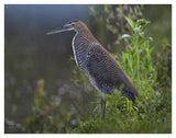 Bare-Throated Tiger Heron Portrait, Costa Rica-Paper Art-42,,X32,,