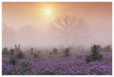 Sand Verbena Foggy Sunrise, Hill Country, Texas-Paper Art-62,,X42,,