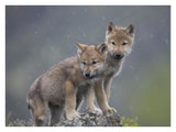 Gray Wolf Pups In Light Snowfall, North America-Paper Art-34,,X26,,