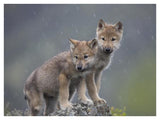 Gray Wolf Pups In Light Snowfall, North America-Paper Art-42,,X32,,