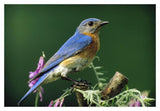 Eastern Bluebird Male Portrait, Ontario, Canada-Paper Art-20,,X14,,