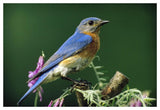 Eastern Bluebird Male Portrait, Ontario, Canada-Paper Art-50,,X34,,