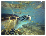 Green Sea Turtle, Balicasag Island, Philippines-Paper Art-18,,X14,,