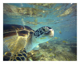 Green Sea Turtle, Balicasag Island, Philippines-Paper Art-26,,X20,,