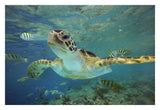 Green Sea Turtle, Balicasag Island, Philippines-Paper Art-32,,X22,,