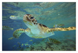 Green Sea Turtle, Balicasag Island, Philippines-Paper Art-38,,X26,,