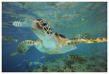 Green Sea Turtle, Balicasag Island, Philippines-Paper Art-62,,X42,,