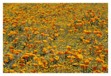 California Poppies And Golden Yarrow California-Paper Art-38,,X26,,
