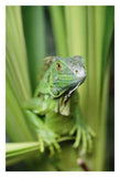 Green Iguana Portrait, Honduras, Central America-Paper Art-22,,X32,,