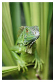 Green Iguana Portrait, Honduras, Central America-Paper Art-26,,X38,,