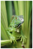 Green Iguana Portrait, Honduras, Central America-Paper Art-42,,X62,,