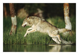 Timber Wolf Running Through Shallow River, Montana-Paper Art-26,,X18,,