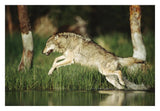 Timber Wolf Running Through Shallow River, Montana-Paper Art-32,,X22,,