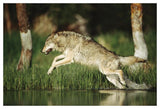 Timber Wolf Running Through Shallow River, Montana-Paper Art-50,,X34,,