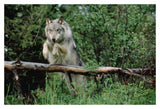 Timber Wolf Leaping Over Fallen Log, North America-Paper Art-20,,X14,,