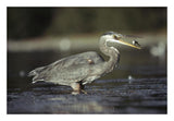 Great Blue Heron With Captured Fish, North America-Paper Art-26,,X18,,