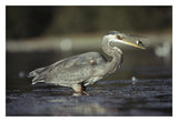 Great Blue Heron With Captured Fish, North America-Paper Art-32,,X22,,