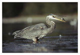 Great Blue Heron With Captured Fish, North America-Paper Art-38,,X26,,