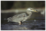Great Blue Heron With Captured Fish, North America-Paper Art-62,,X42,,