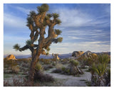 Joshua Tree, Joshua Tree National Park, California-Paper Art-34,,X26,,