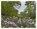 Long Pricklyhead Poppy Field Near Christine, Texas-Paper Art-18,,X14,,