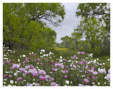 Long Pricklyhead Poppy Field Near Christine, Texas-Paper Art-42,,X32,,