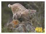 Bobcat Mother And Kitten In Snowfall, North America-Paper Art-18,,X14,,