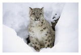 Snow Leopard Adult Portrait In Snow, Native To Asia-Paper Art-32,,X22,,